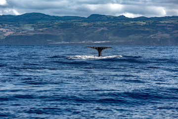 Whale Tail in Blue Ocean (Physeter macrocephalus)