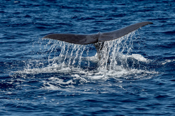 Fototapeta premium Whale Tail in Blue Ocean (Physeter macrocephalus)