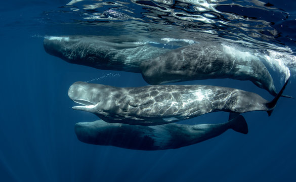 A pod of sperm whales underwater in Atlantic ocean of Azores