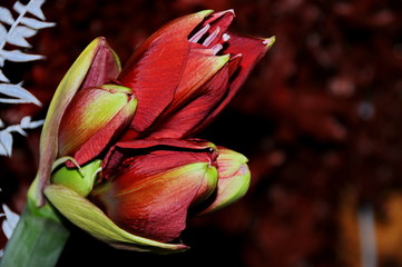 Close-up of a flower