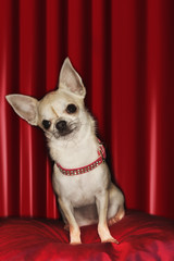 Portrait of a Chihuahua sitting on red pillow against red curtain