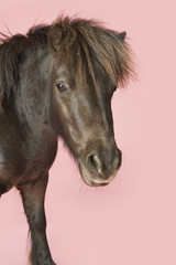 Fototapeta premium Closeup of a brown horse standing against pink background