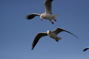 freedom of seagulls 4