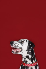 Closeup of a Dalmatian looking up with mouth open against red background