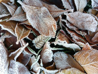 Frosty Autumn Leaves