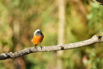 止まり木の」ジョウビタキ