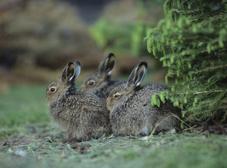 Three young hares sitting by bush