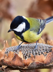 great tit looking for food on sunflower