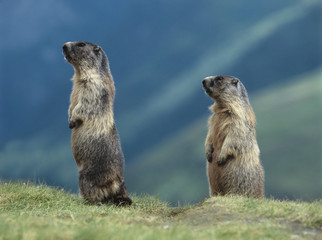 Two Marmots