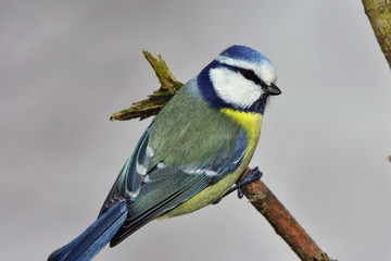 Naklejka premium blue tit during winter birdwatching