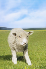 Obraz premium Sheep standing in the green field