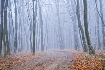Frozen foggy morning. Road in the autumn forest.