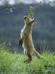 Fox cub on hind legs sniffing branch