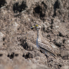 Thick-knees(Burhinus indicus), brown bird in field.