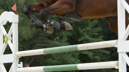 SLOW MOTION CLOSEUP: Sport horse jumping the fence in showjumping course