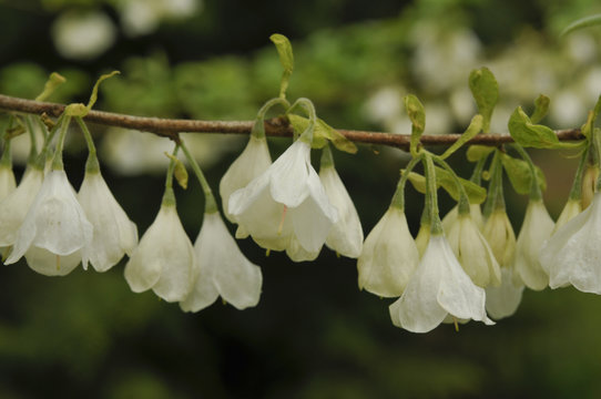 Halesia monticola