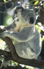 Koala sitting in tree