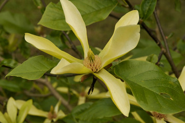 Magnolia 'Sunburst'