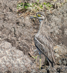 Thick-knees(Burhinus indicus), brown bird in field.