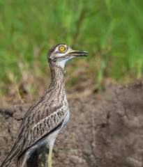 Thick-knees(Burhinus indicus), brown bird in field.