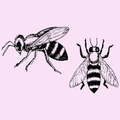 set bee, doodle style sketch illustration hand drawn vector