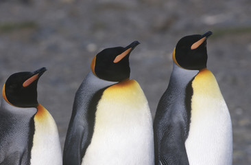 Fototapeta premium UK South Georgia Island three King Penguins standing side by side close up