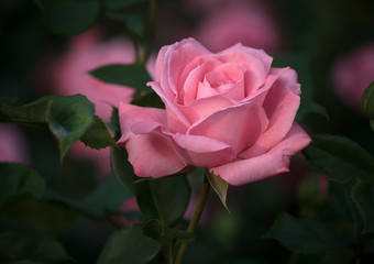 Beautiful Pink Rose in a Natural Garden Environment