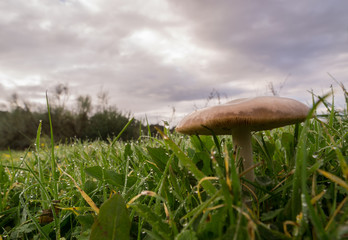 seta en la hierba con nubes