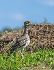 Thick-knees(Burhinus indicus), brown bird in field.