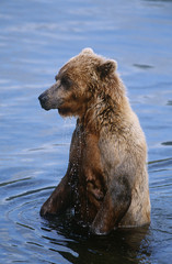 USA Alaska Katmai National Park Brown Bear in water