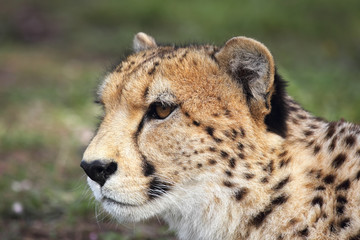 Obraz na płótnie Canvas Portrait eines Geparden (Acinonyx jubatus) in Südafrika.
