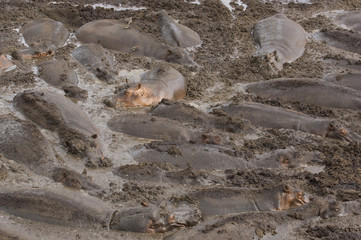 Large herd of hippopotami (Hippopotamus amphibius) wallowing in mud