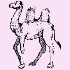 Bactrian camel, two-humped camel  doodle style sketch illustration hand drawn vector