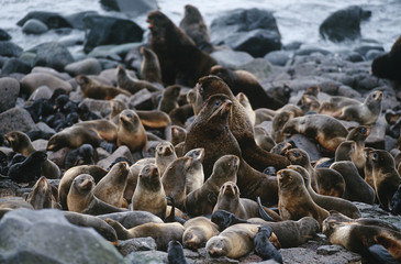 Obraz premium USA Alaska St. Paul Island colony of Northern Fur Seals on rocky shore