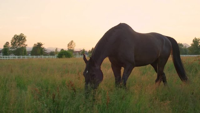 SLOW MOTION: Large elegant horse pasturing on vast grass field at golden sunset
