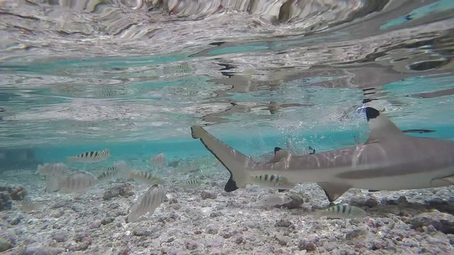 requins en chasse