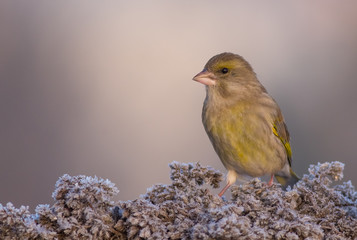 European Greenfinch - Carduelis chloris