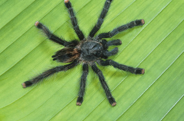 Tarrantula on leaf