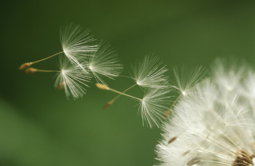 Dandelion seeds flying extreme close up
