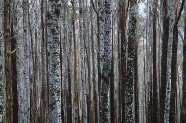 Obraz premium Trunks of Eucalypt Mountain Ash trees