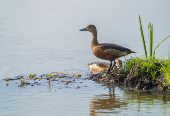 Lesser Whistling-duck(Dendrocynga javaica), duck in pond.