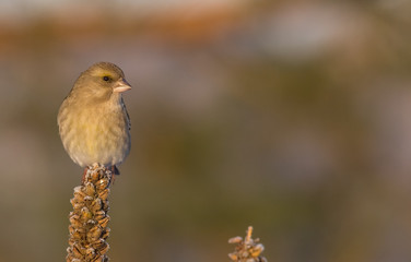 European Greenfinch - Carduelis chloris