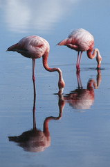 Ecuador Galapagos Islands two Greater Flamingoes standing in shallow water side view