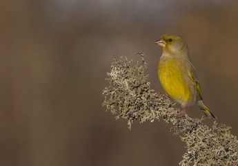 European Greenfinch - Carduelis chloris