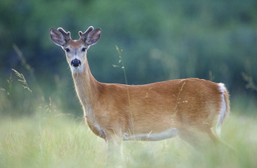 Pronghorn Antelope