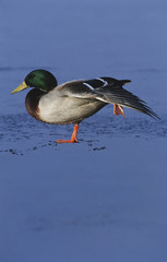 Male Mallard duck (Anas platyrhynchos) on ice side view