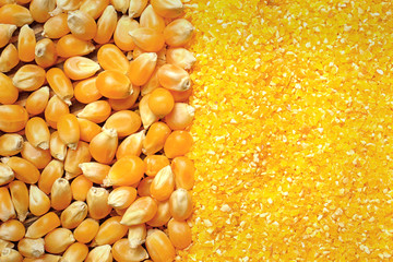 Corn seeds and cornmeal background