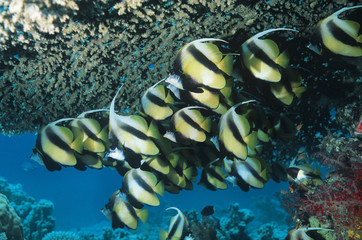 School of Angelfish on reef
