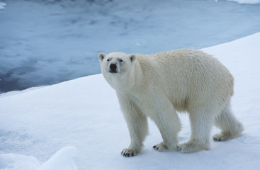 Fototapeta na wymiar Polar Bear on Ice Yukon