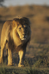 Male Lion walking on savannah